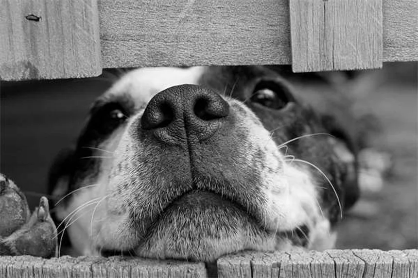 5 Conseils Essentiels pour Emmener Son Chien à la Plage en Toute Sécurité