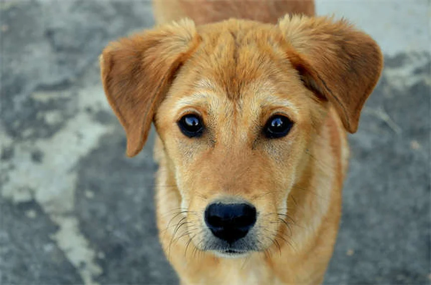 5 plantes médicinales faciles à cultiver pour votre chat ou chien