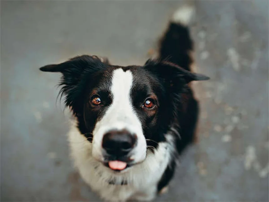 5 plantes médicinales faciles à cultiver pour votre chat ou chien