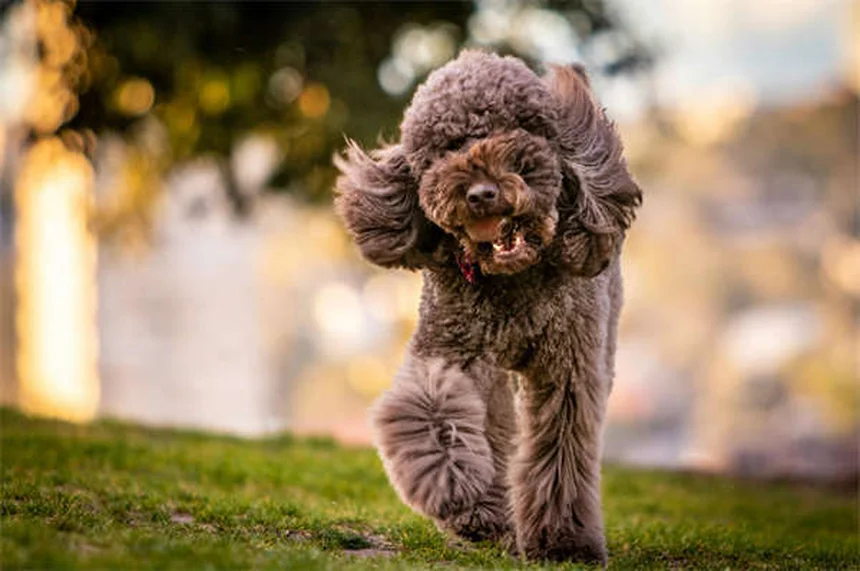 Incontinence chez le chien : causes et solutions efficaces