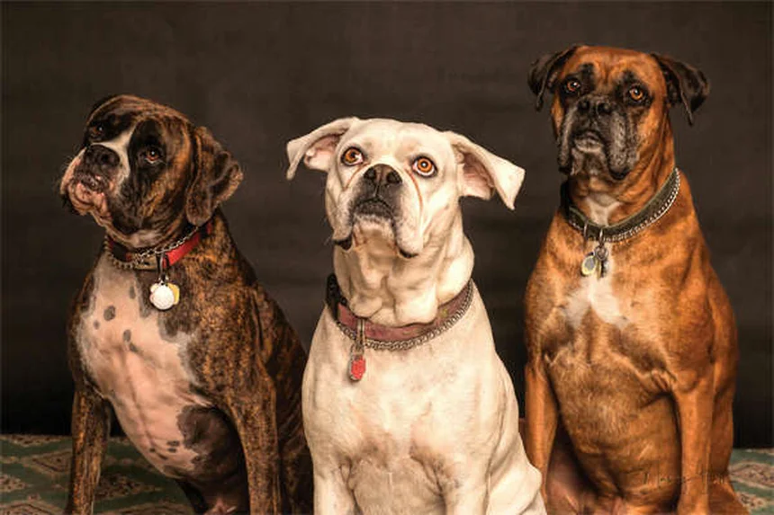 Incontinence chez le chien : causes et solutions efficaces