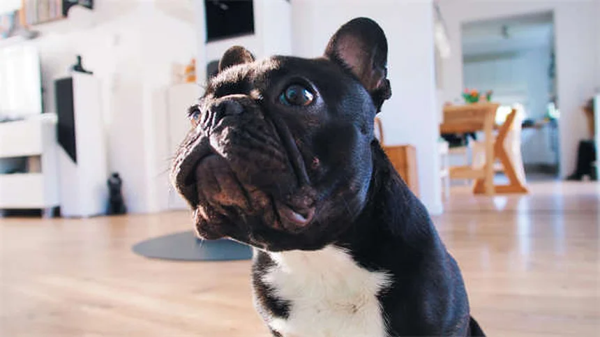 Comment renommer son animal adopté : nos conseils pratiques