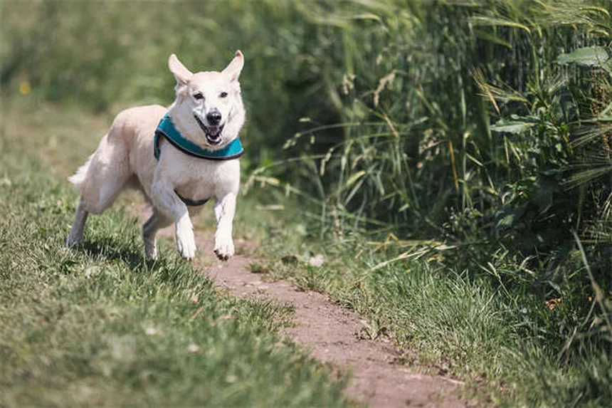 Comment renommer son animal adopté : nos conseils pratiques