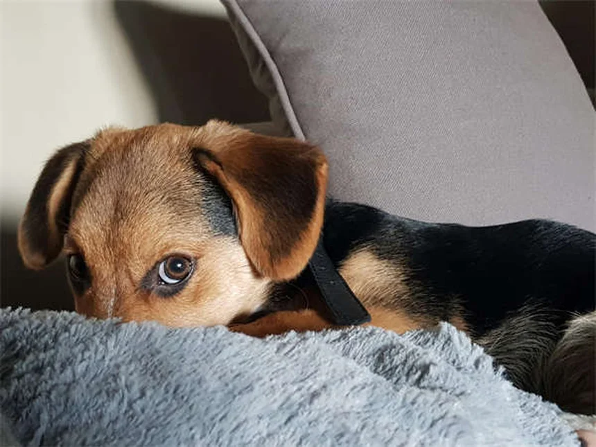 6 astuces pour protéger votre chien du sapin de Noël