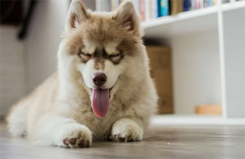 6 astuces pour protéger votre chien du sapin de Noël