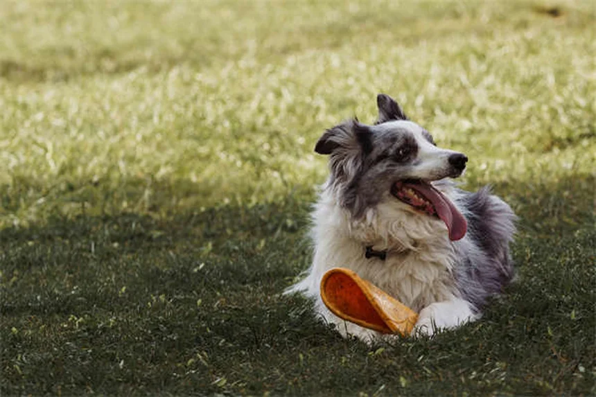 6 astuces pour protéger votre chien du sapin de Noël