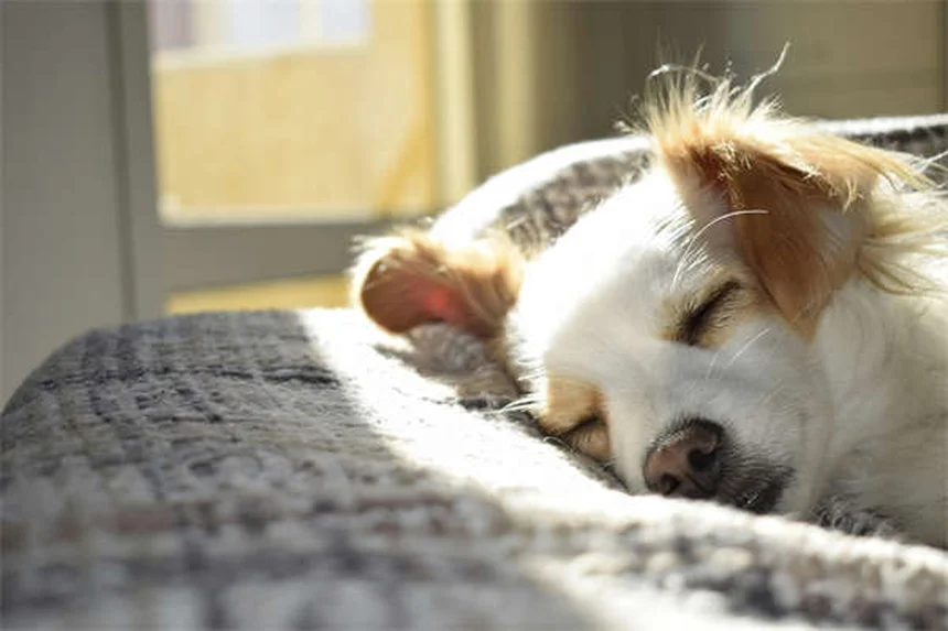 10 conseils indispensables pour accueillir un nouveau chaton à la maison