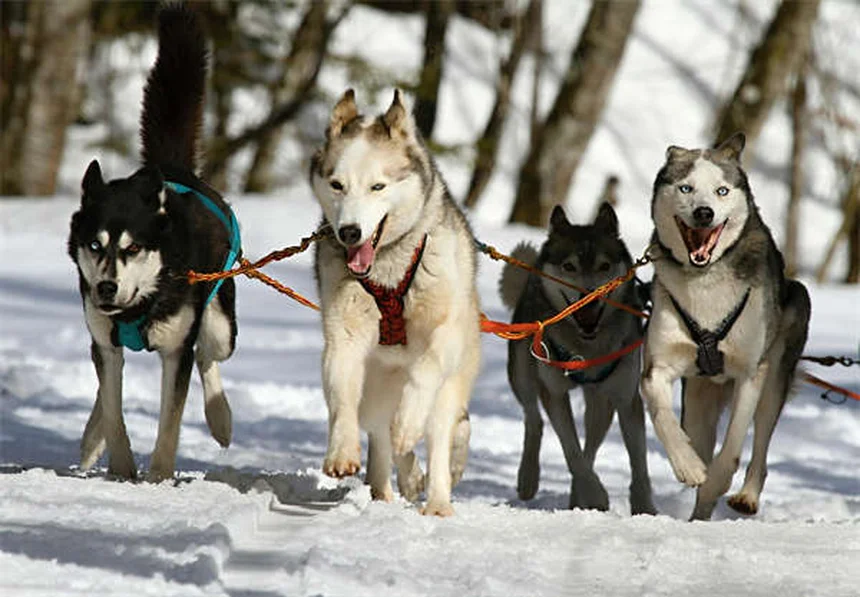 Protéger son chien ou chat de la chaleur : 5 conseils vitaux