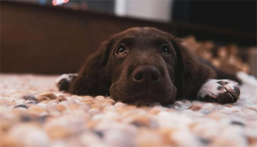 Protéger son chien ou chat de la chaleur : 5 conseils vitaux