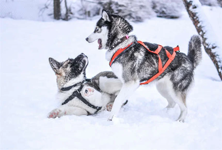 Protéger son chien ou chat de la chaleur : 5 conseils vitaux