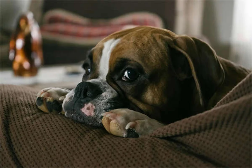 Adopter un chien sans poils : guide complet pour bien s'en occuper