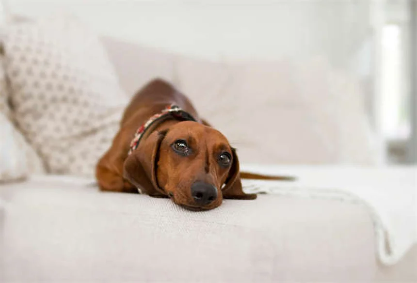 Spray nasal pour chien : ce qu'il faut savoir avant d'utiliser