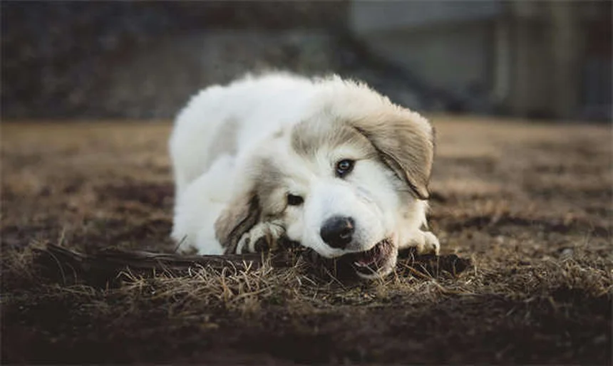 Spray nasal pour chien : ce qu'il faut savoir avant d'utiliser