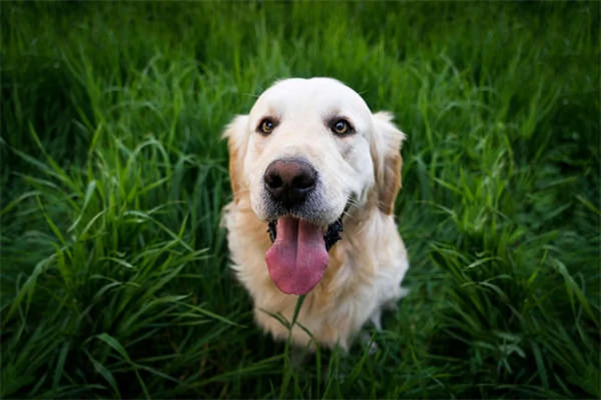 Plantes de Noël toxiques pour chiens : 7 dangers à connaître absolument