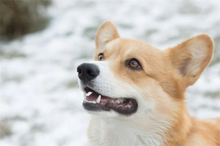 Principe de Premack : 3 techniques infaillibles pour éduquer votre chien