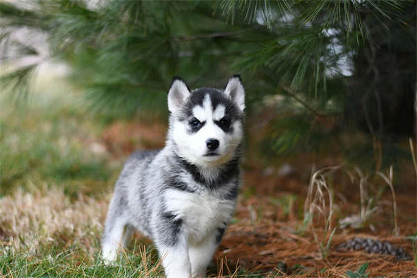 Principe de Premack : 3 techniques infaillibles pour éduquer votre chien