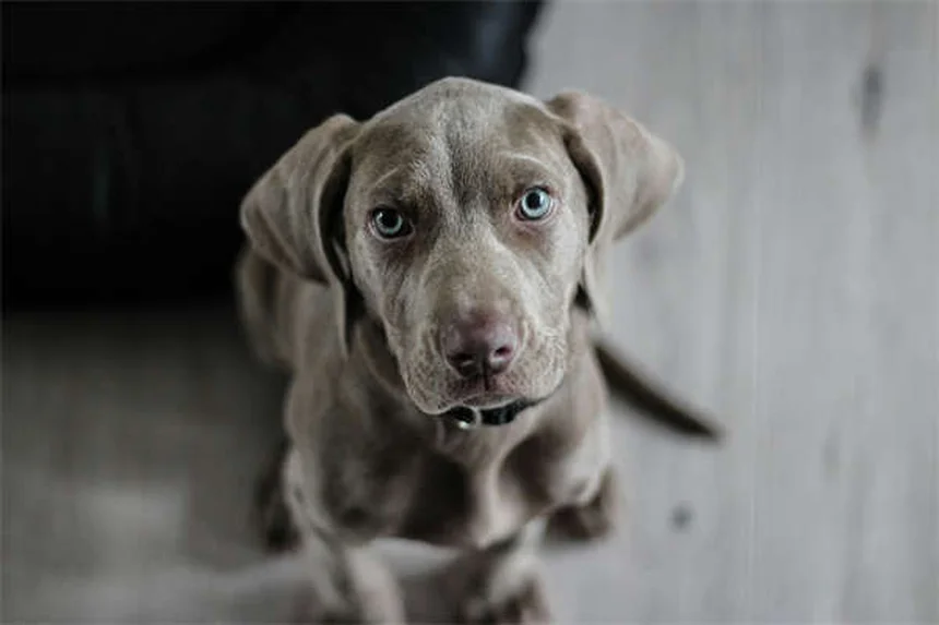 Principe de Premack : 3 techniques infaillibles pour éduquer votre chien