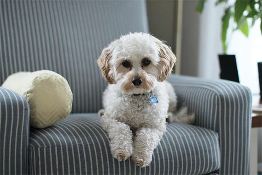 Comment bien présenter son chien à un autre chien : 5 règles d'or