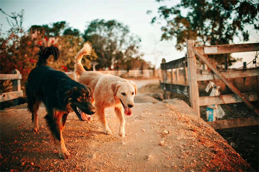 Comment bien présenter son chien à un autre chien : 5 règles d'or