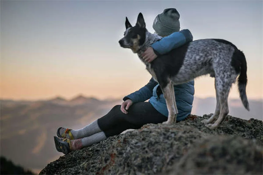 Comment bien présenter son chien à un autre chien : 5 règles d'or