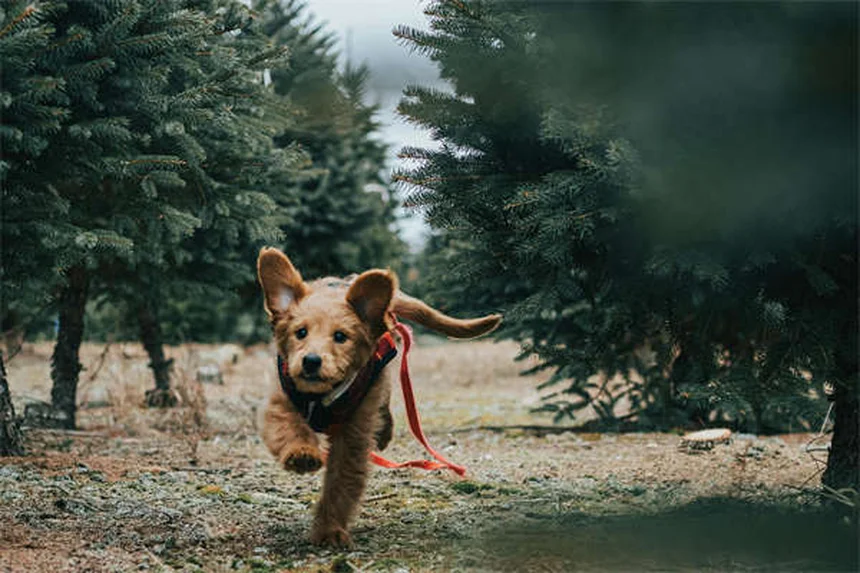 Étranglement du chiot : 5 signes qui doivent alerter immédiatement