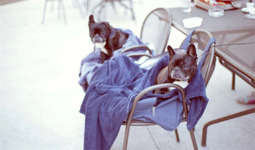 Renforcement positif pour chien : 5 astuces efficaces pour éduquer votre toutou