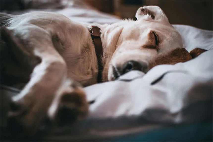 5 conseils essentiels pour une cage de cochon d'Inde parfaite