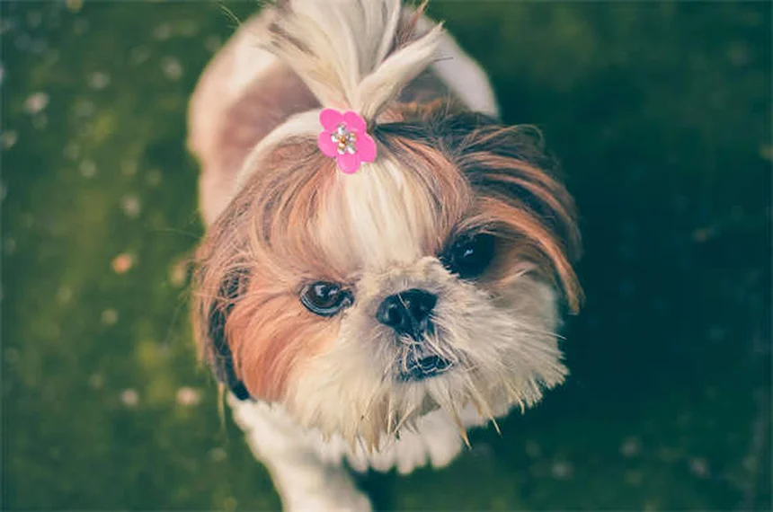 Clostridial Enterotoxicosis in Dogs : Symptômes et Traitements Efficaces