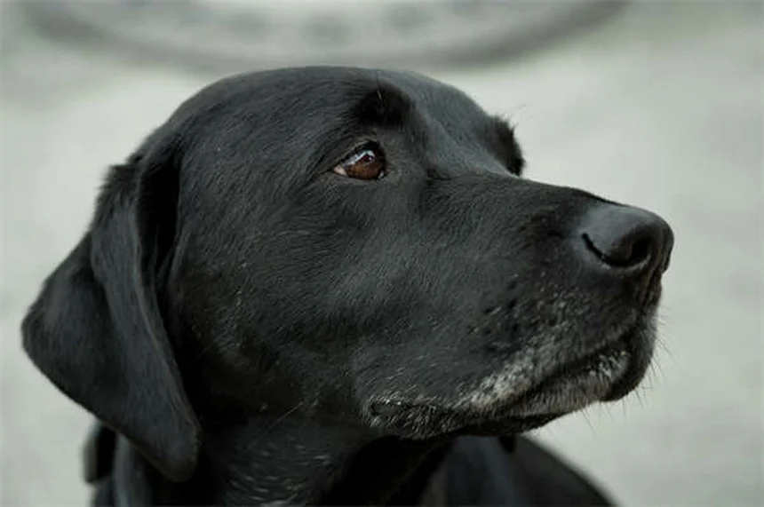 Poussée dentaire chiot : calendrier complet et solutions pour soulager votre bébé chien