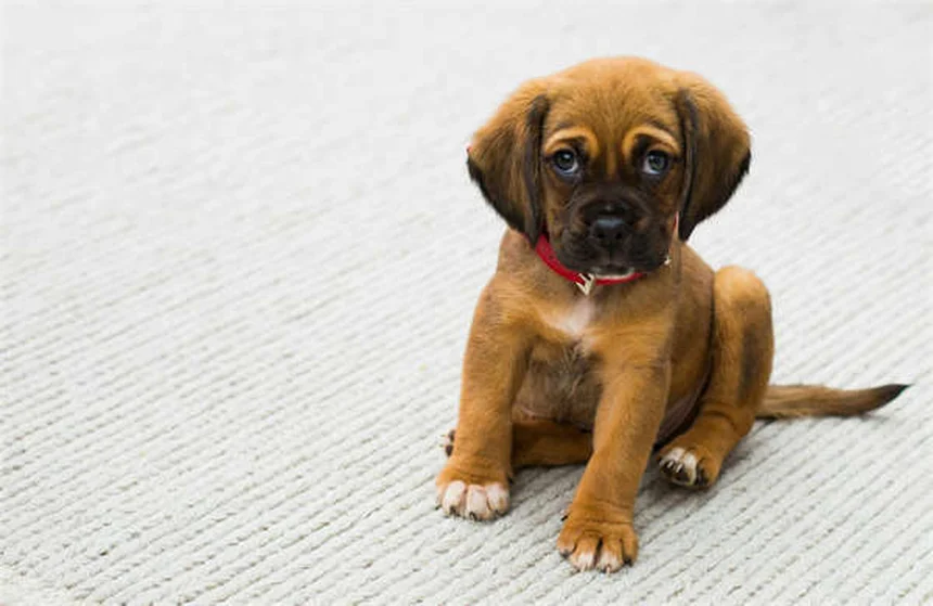 Poussée dentaire chiot : calendrier complet et solutions pour soulager votre bébé chien