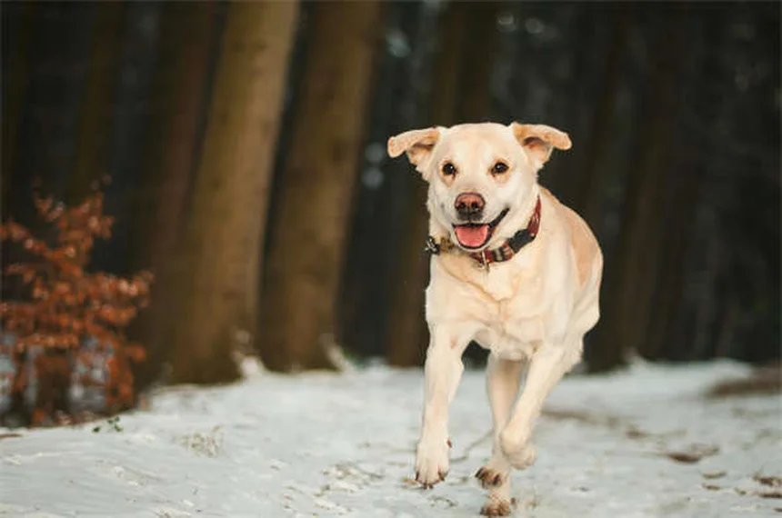 Gentamicine pour chiens : le guide complet pour protéger votre animal