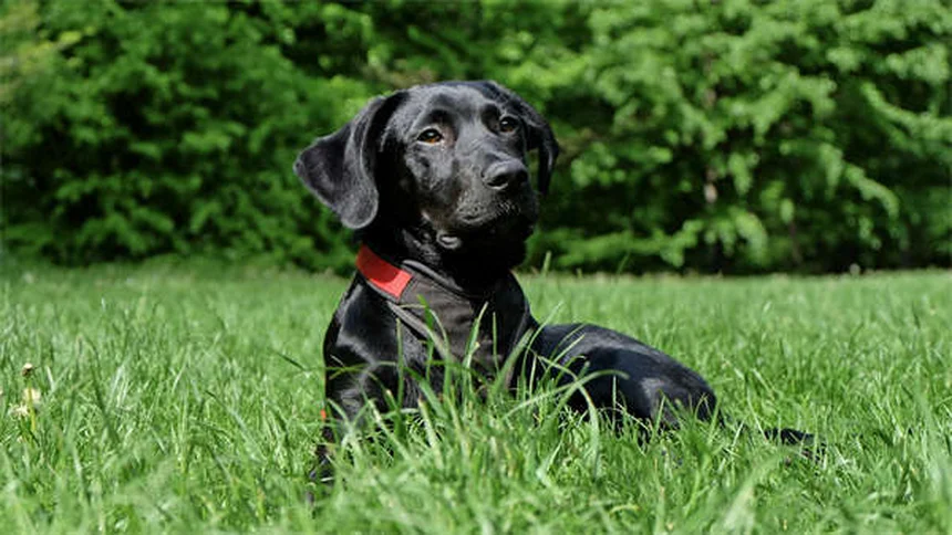 Chiot en croissance : tout savoir sur son développement jusqu'à l'âge adulte